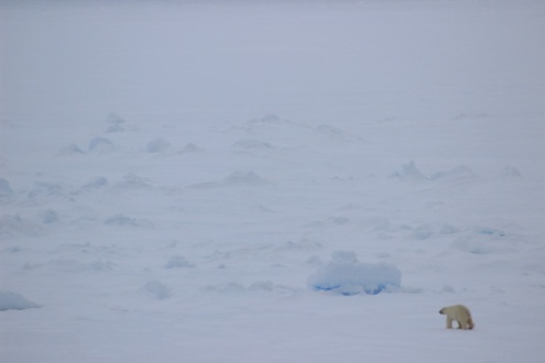 Polar bear environment